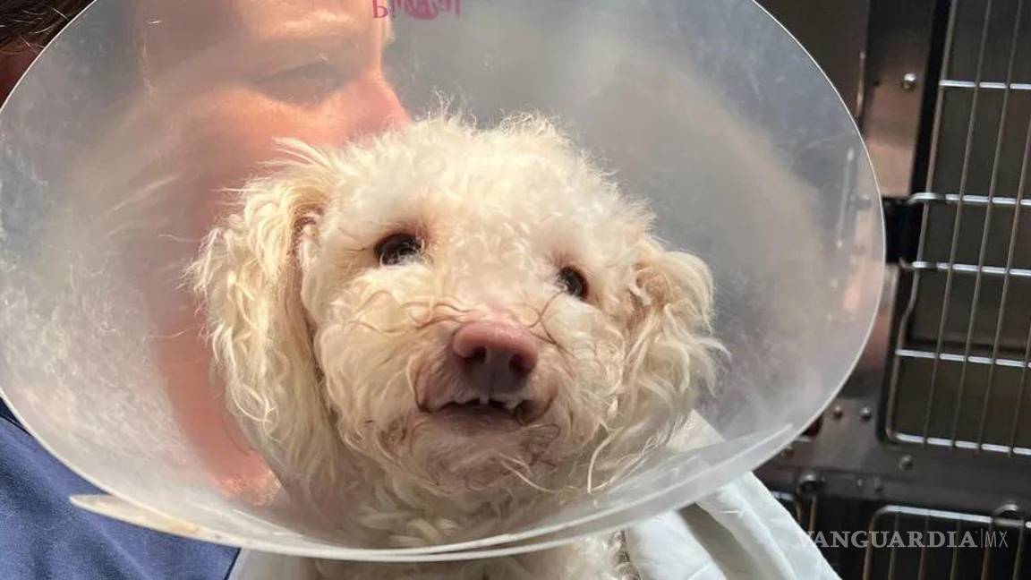 $!Para salvar al perrito, los veterinarios le administraron Narcan, una medicina que contrarresta los efectos del fentanilo