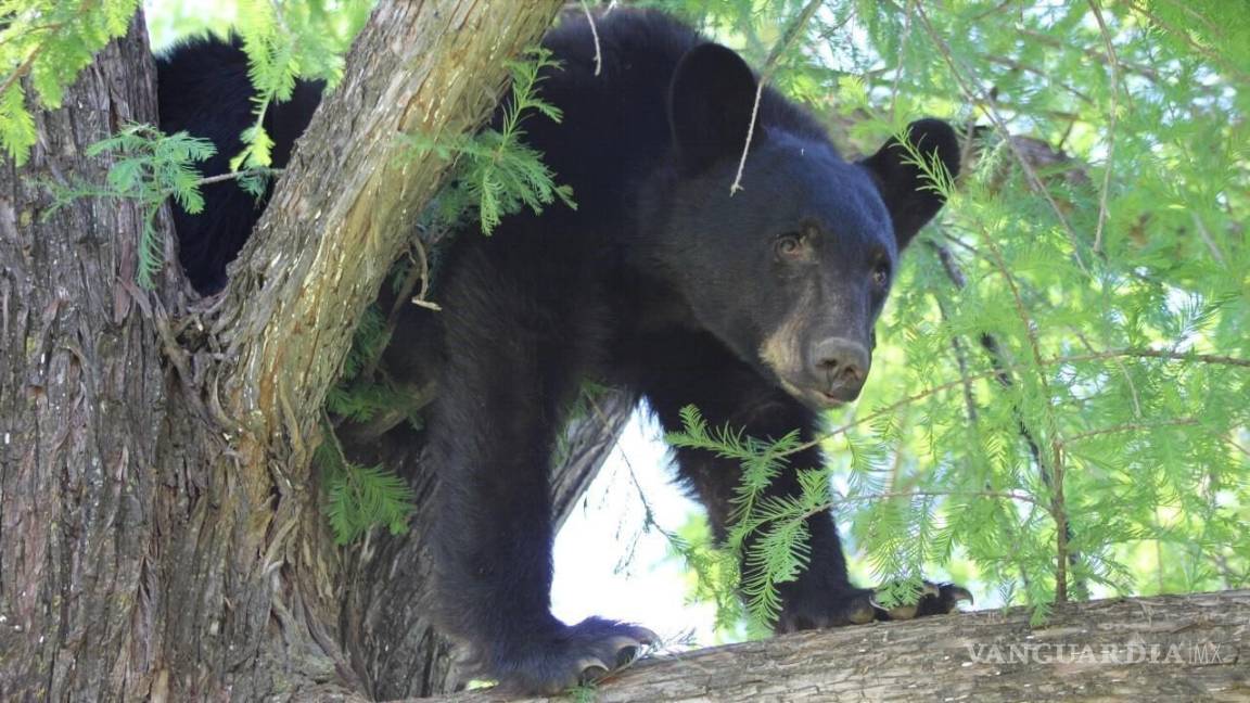 Para cuidar la especie, Arteaga plantea crear reserva de oso negro en Cañón de Huachichil