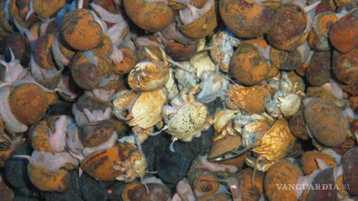 $!Las nuevas criaturas marinas halladas a 2.800 metros de profundidad