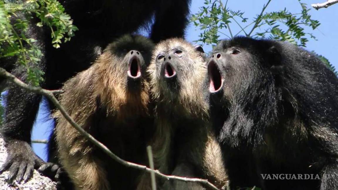 Lamentable: mueren monos aulladores, en peligro de extinción, en reserva de Chiapas