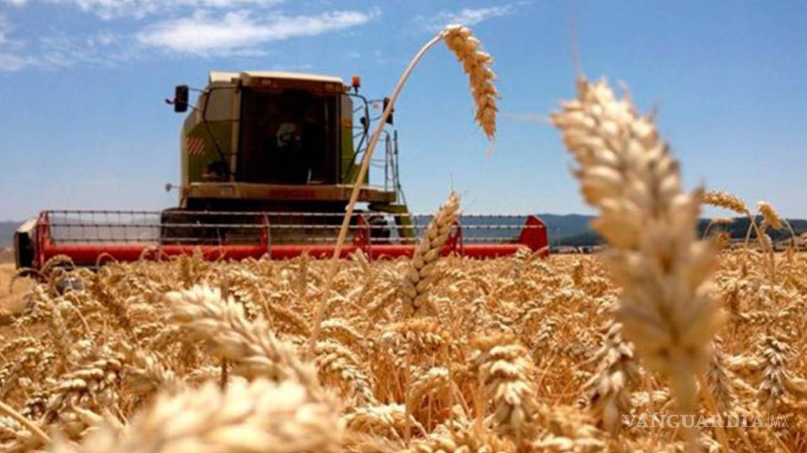 Esperan un incremento en la producción regional de trigo cristalino gracias a las recientes lluvias