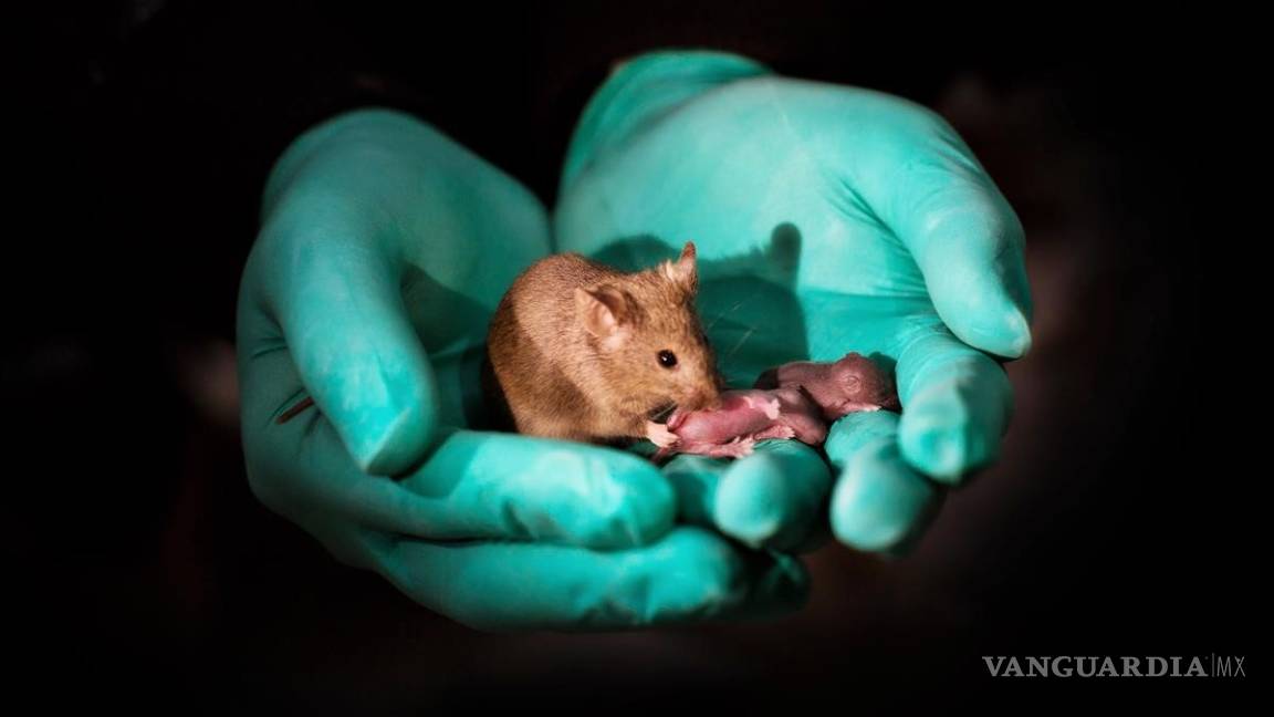 Logran que dos ratonas tengan crías, rompiendo reglas de la reproducción