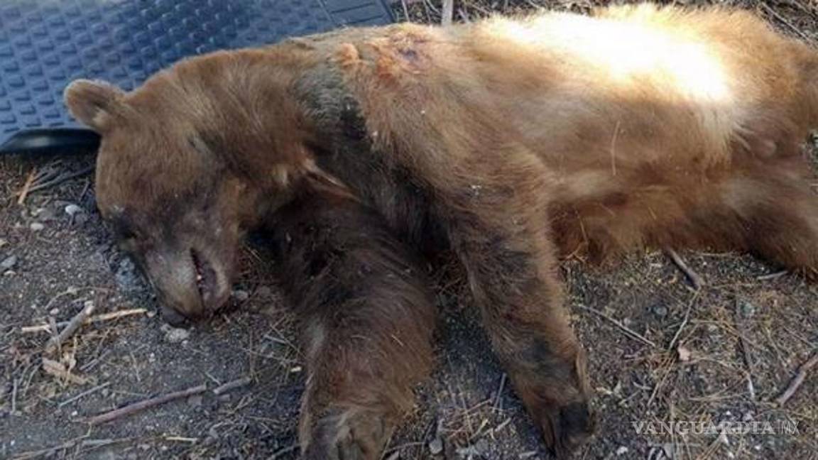 $!Mató a un oso que entró en su cocina y atacó a su perro; ahora es acosada y amenazada