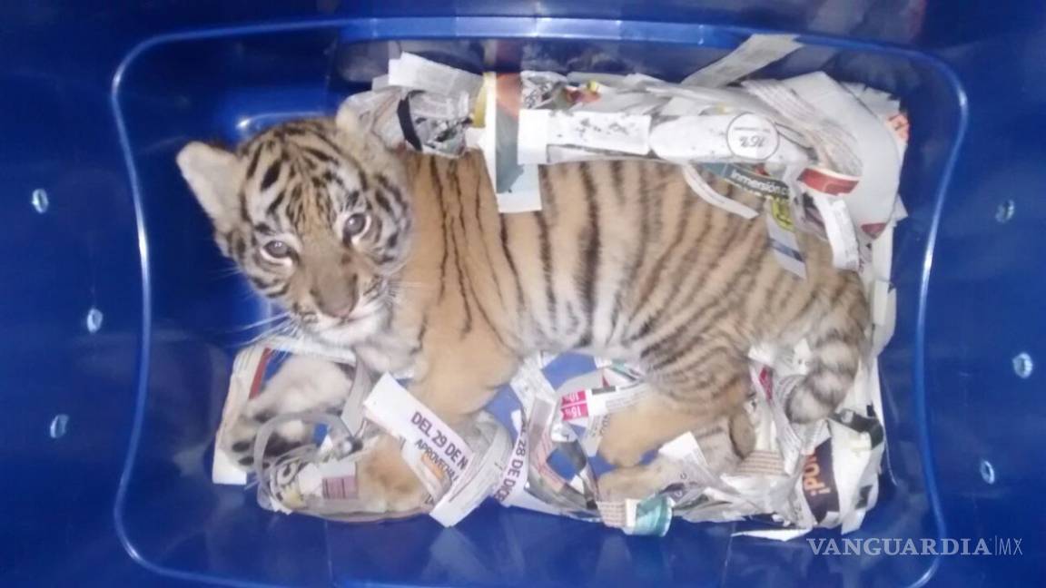 Descubren a tigre de bengala empaquetado en Jalisco