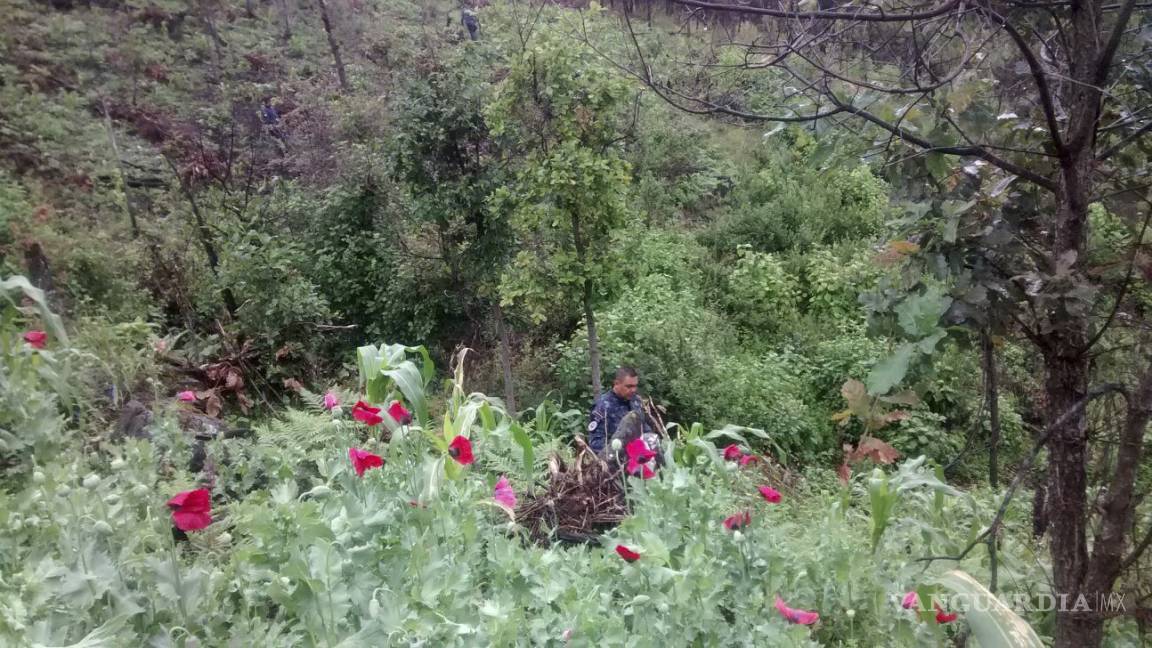 Destruyen 12 plantíos de amapola y marihuana en Chiapas