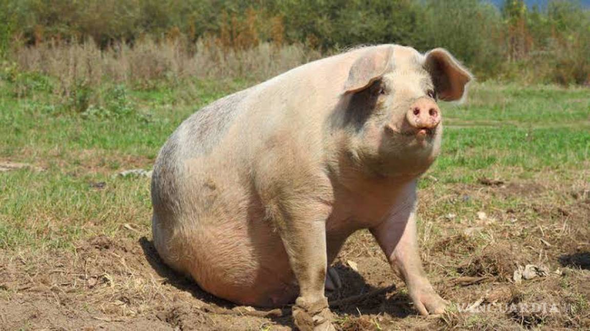 China está criando cerdos gigantes para combatir la escasez de carne, debido a la peste porcina