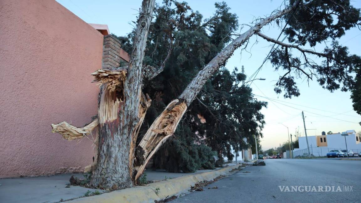 $!Daños dejados por las ráfagas de viento en calles de Saltillo.