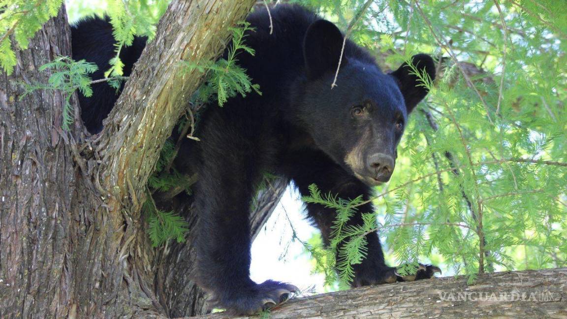 Contabilizan en Nuevo León casi 200 avistamientos de osos durante 2024