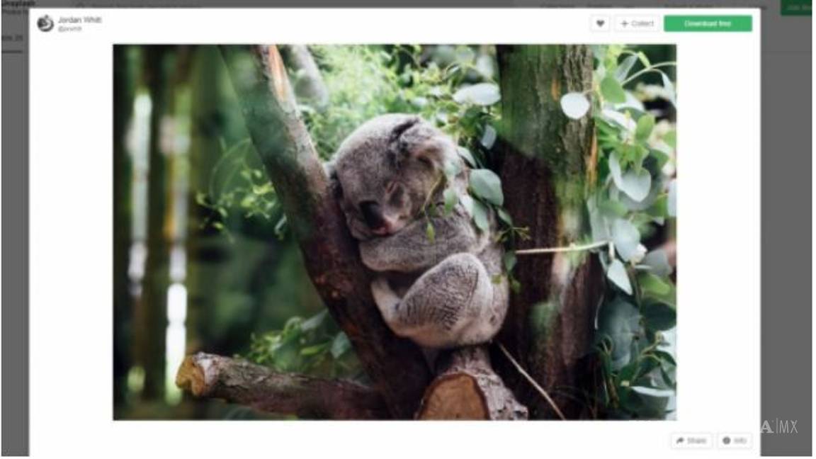 $!Estas son las fotografías falsas sobre los incendios en Australia