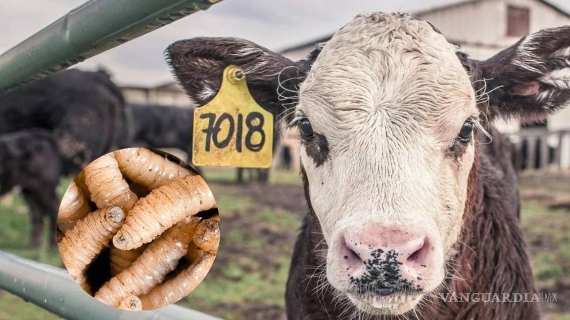 $!Chiapas es la entidad con más casos de ejemplares de ganado que se ven amenazados por esta plaga.