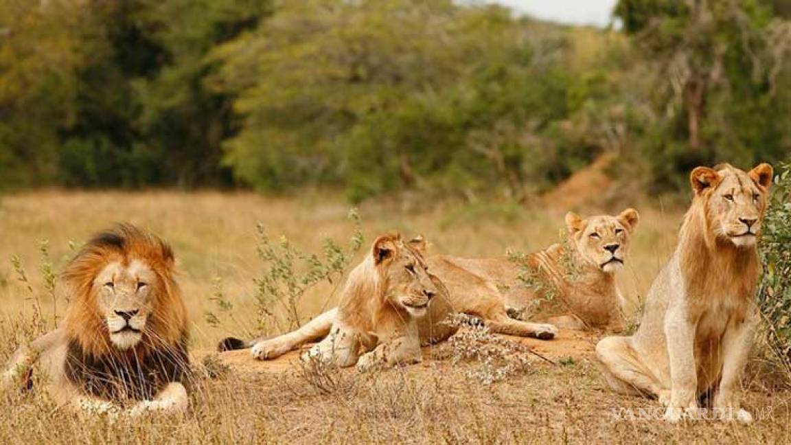 Cinco leones escapan del Parque Nacional Kruger en Sudáfrica