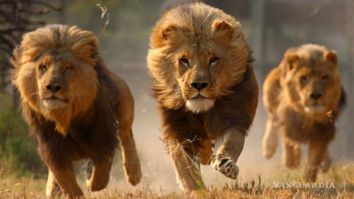 Cazadores terminaron devorados por una manada de leones