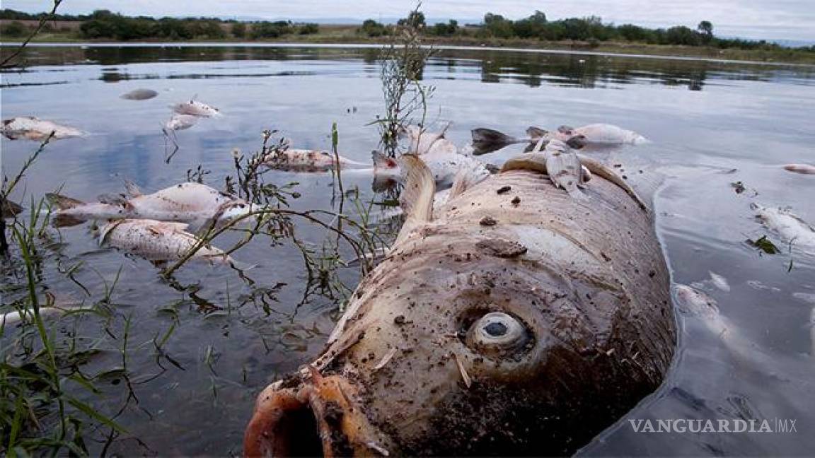 Constata Profepa la muerte de peces en el Río La Silla