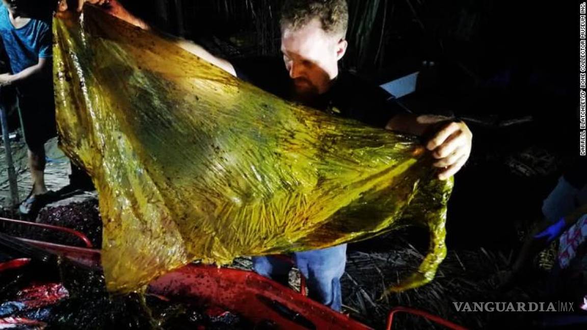 Encuentran ballena muerta en Filipinas con 40 kilos de plástico en el estómago