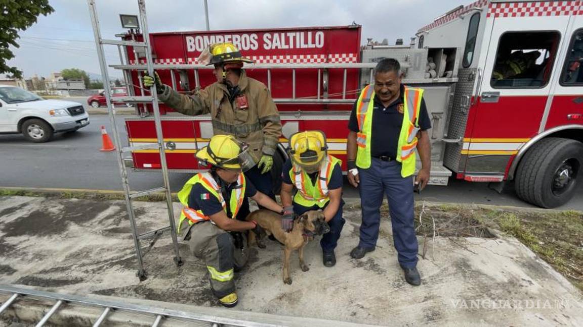 $!Los rescatistas tranquilizaron al animal después de sacarlo.