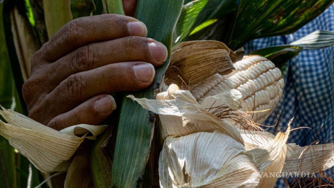 Cae producción del maíz, agricultores mexicanos pasan de héroes durante la pandemia a mártires