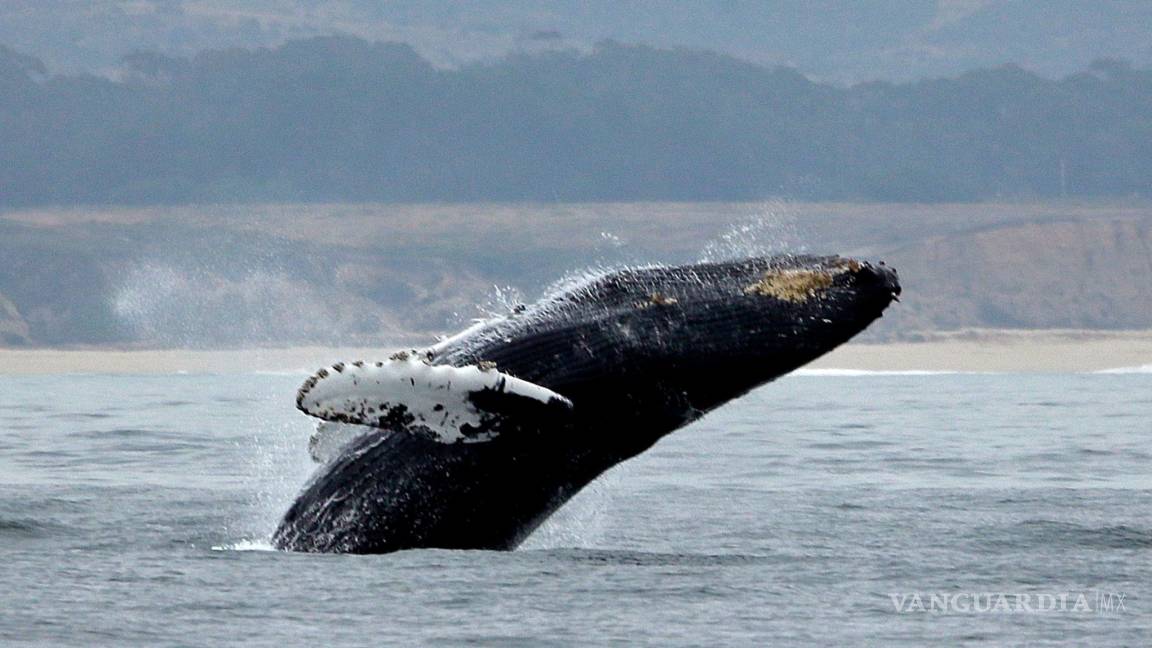 Las ballenas se están muriendo en la costa este de EU, y los científicos están compitiendo para entender por qué