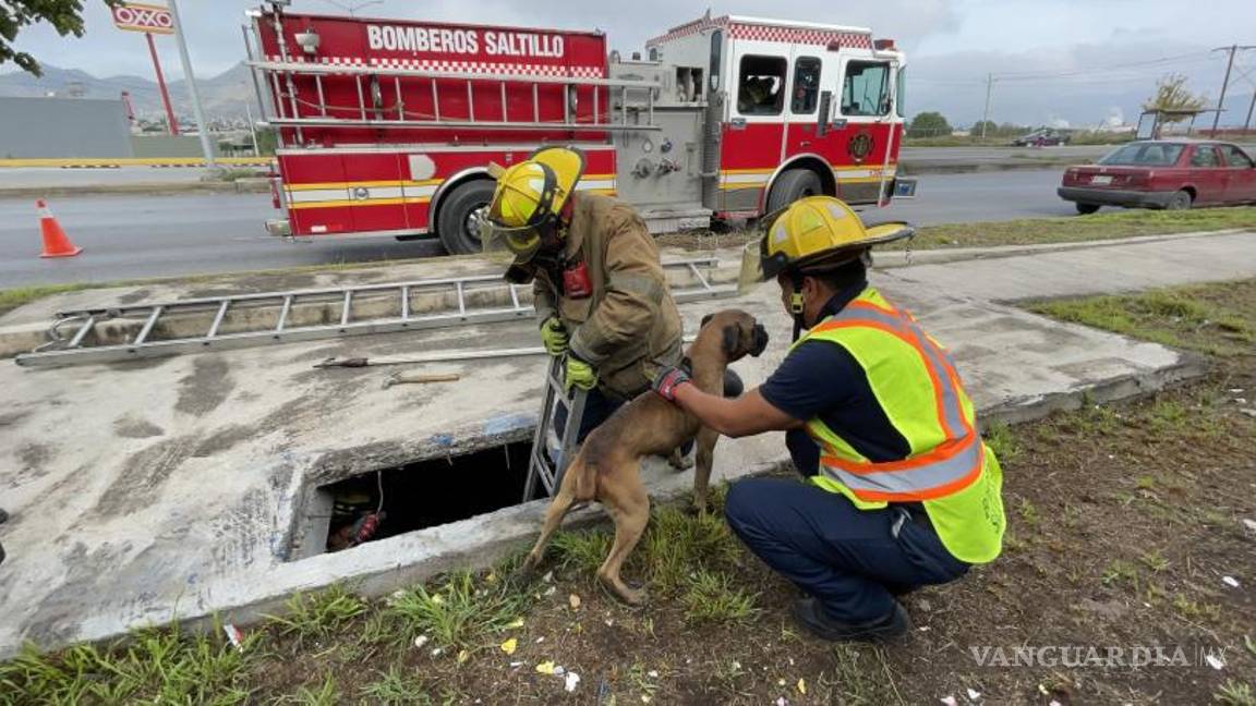 $!El animal fue reportado por empleados de una gasera, que se habían percatado de su presencia.