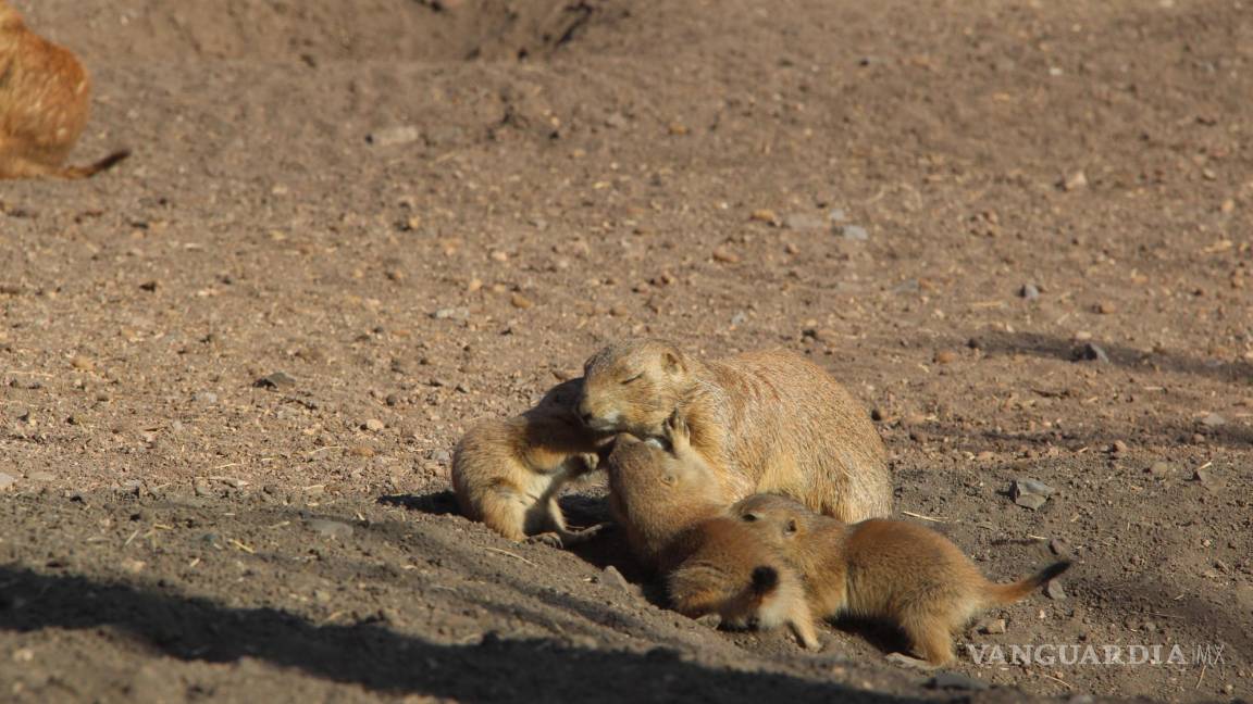 Perritos de la pradera, borregos cimarrones y bisontes: ‘fiebre de bebés’ llega al Mude con nuevos nacimientos