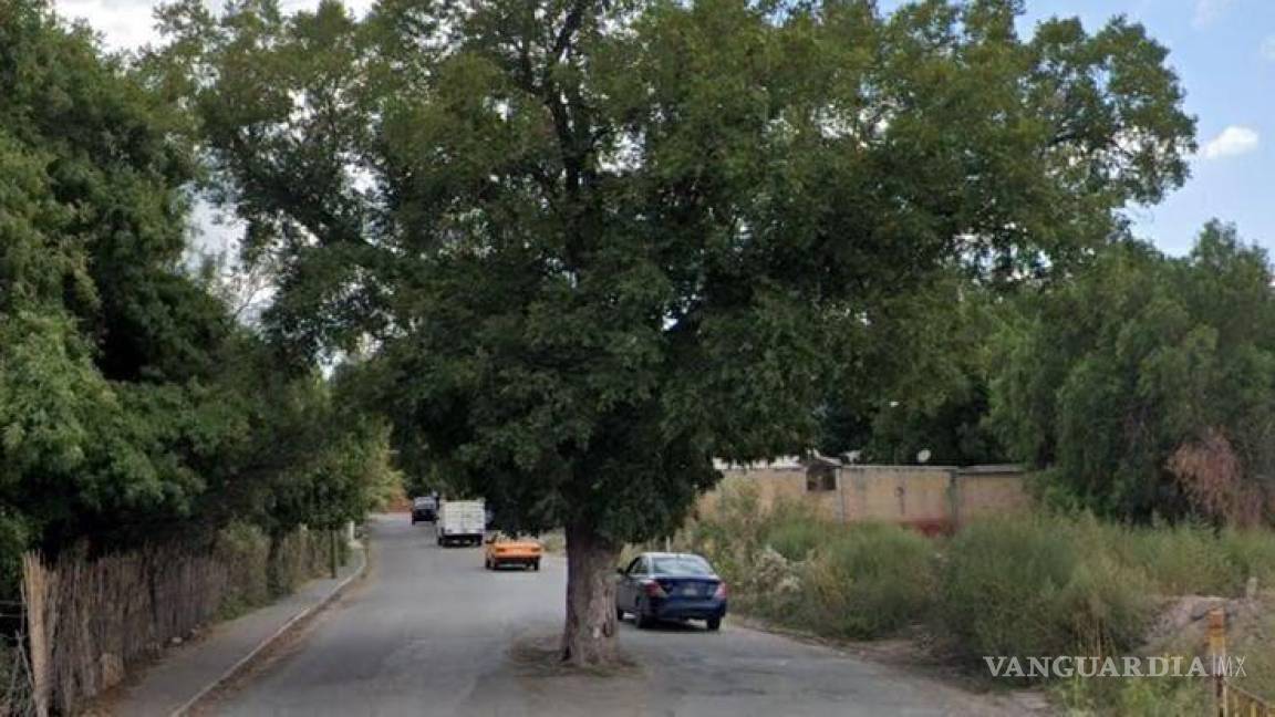Aclara Municipio de Saltillo que no hay intenciones de derribar árbol de la calle Sauce