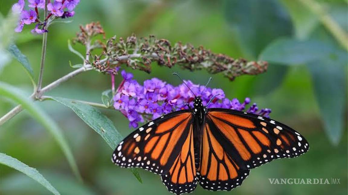 Exhorta Medio Ambiente a respetar mariposas que pasan por Torreón