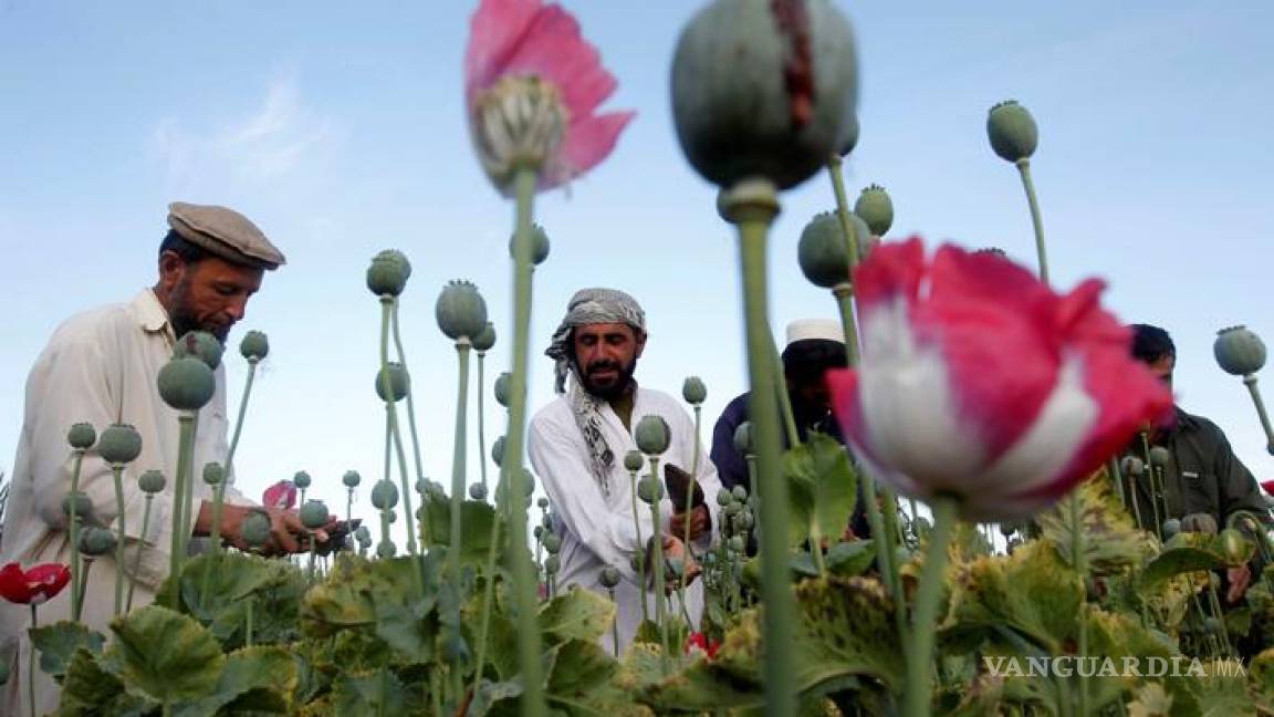 El Talibán prohíbe producción de amapola en Afganistán