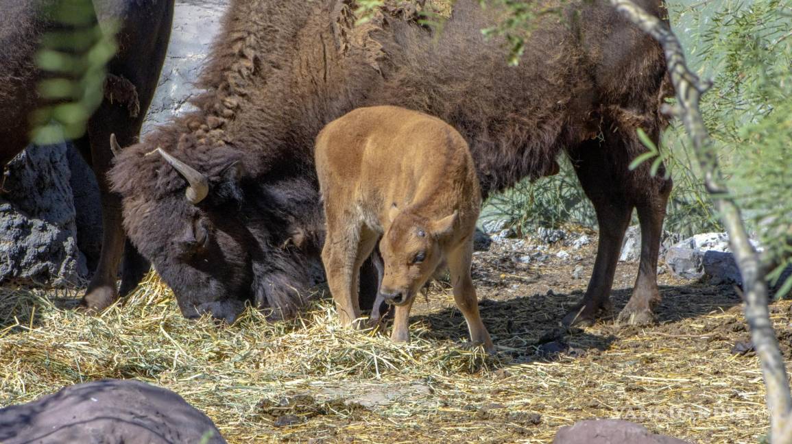 $!Bisonte recién nacido en el museo, resultado de sus esfuerzos de conservación.