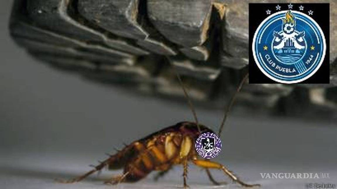 $!Los memes de la derrota del Mazatlán con cucarachas incluidas