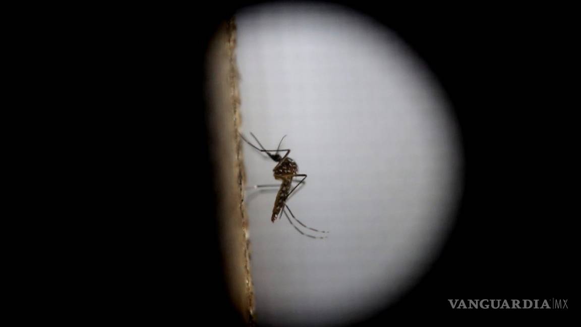 Casos de dengue alcanzan máximo histórico en América en 2019