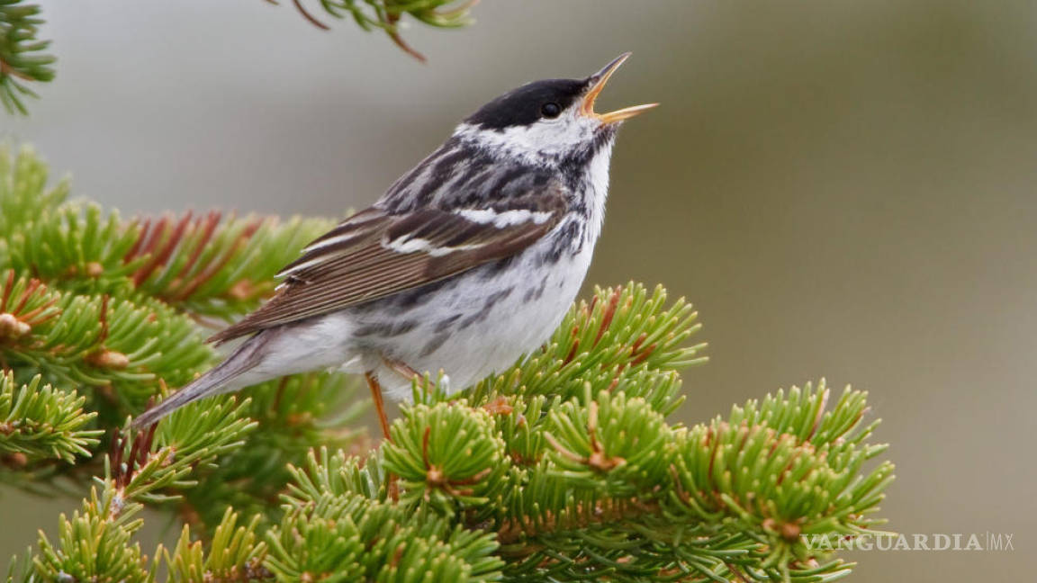 Pájaros cantores se originaron hace 33 millones de años