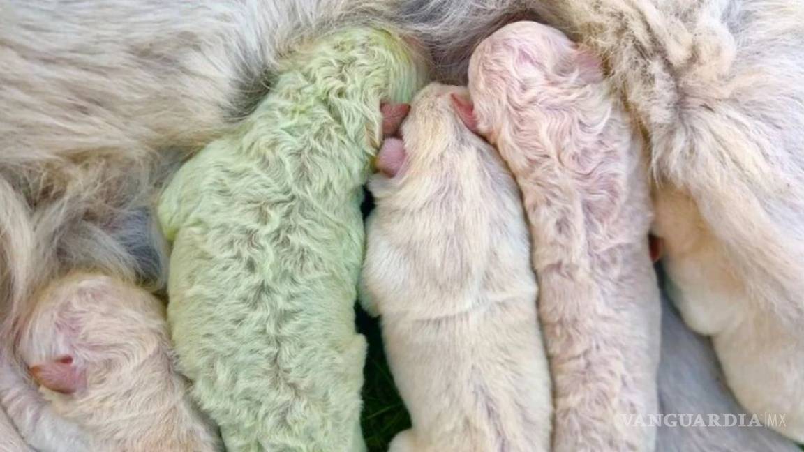 Nace perrito color verde en Italia, su nombre es 'Pistacho'