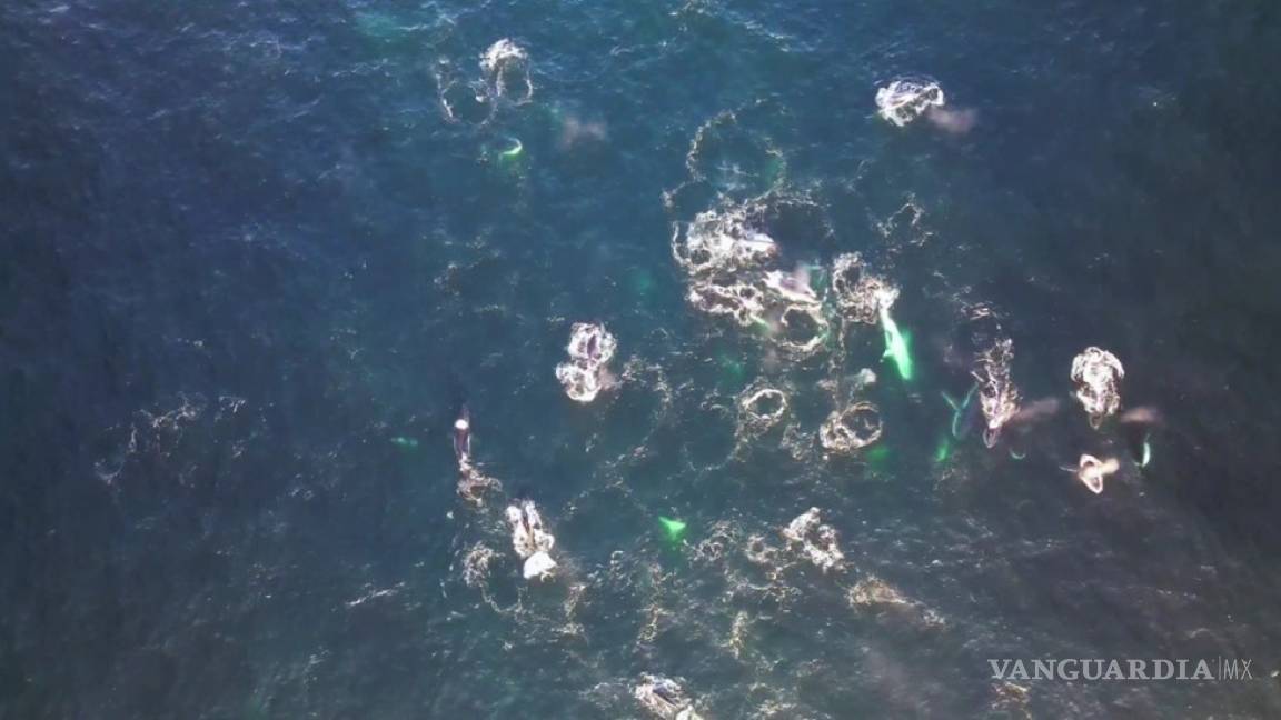 Video muestra por primera vez a ballenas creando burbujas para cazar en Australia