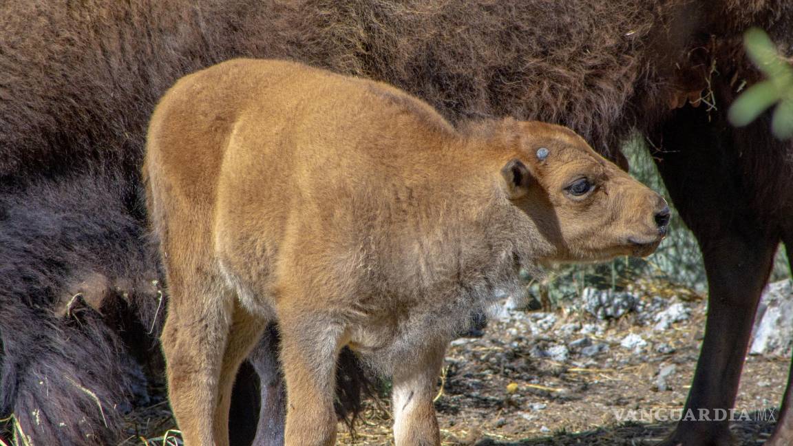$!El ejemplar ha sido alimentado directamente por su madre.