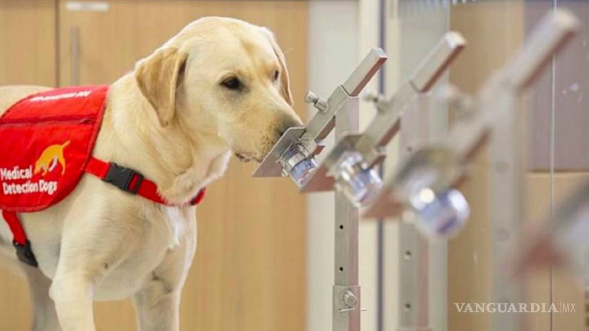 Reino Unido realizará ensayos con perros para que detecten COVID-19