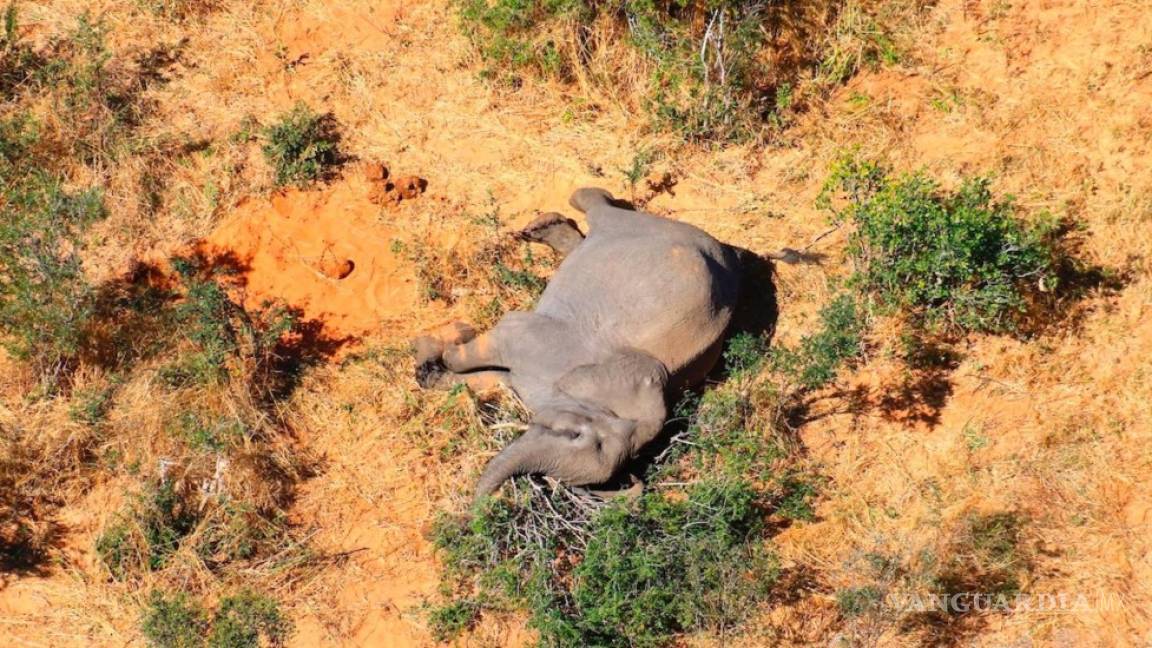 Tras meses de pruebas, confirman que bacteria fue causante de muerte de 300 elefantes en Botswana