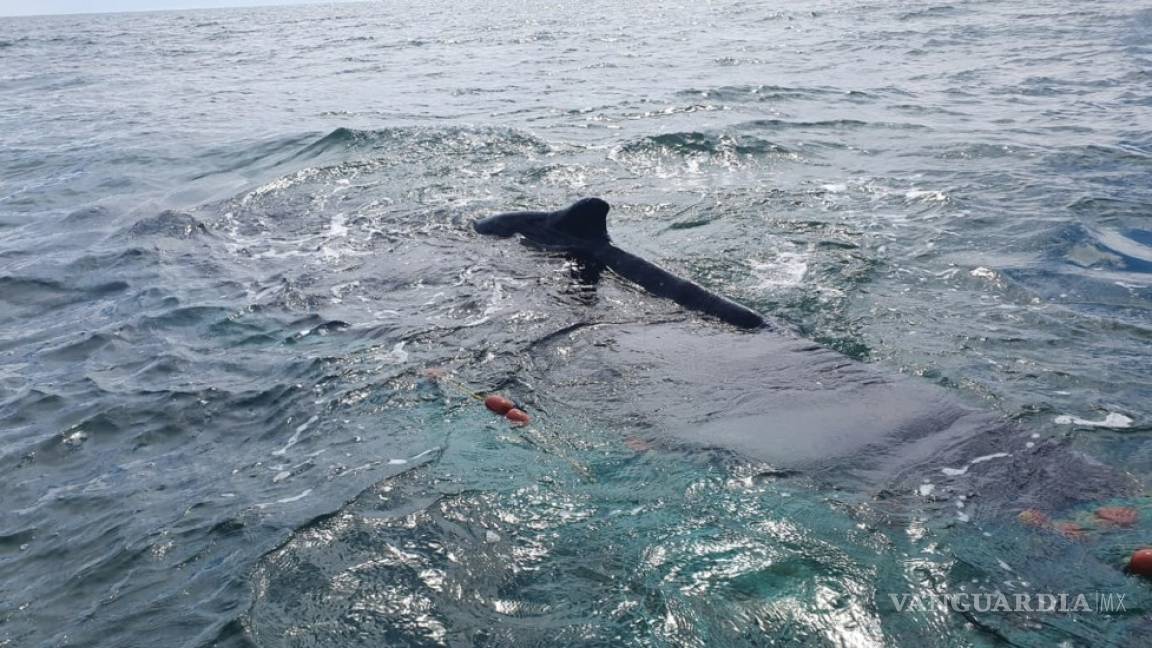 Rescatan a ballena en zona de protección de la vaquita marina