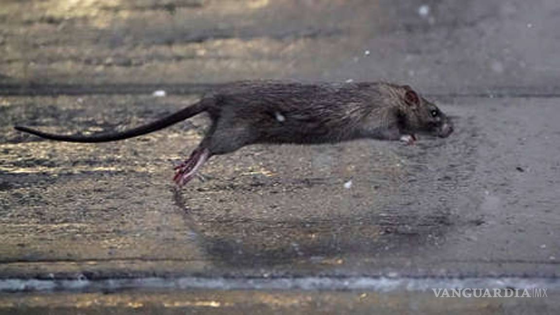 En CDMX debido al coronavirus la plaga de ratas es una ameza