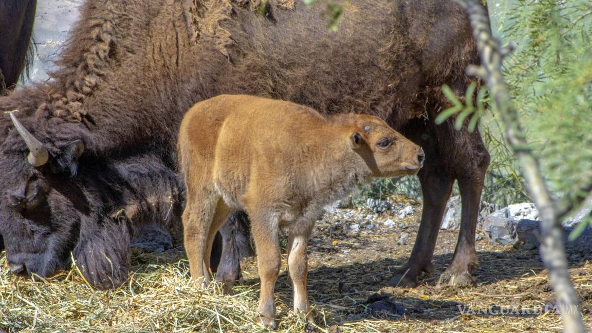 Bisonte ‘bebé’ de Saltillo busca nombre; Museo del Desierto abre convocatoria para sugerencias