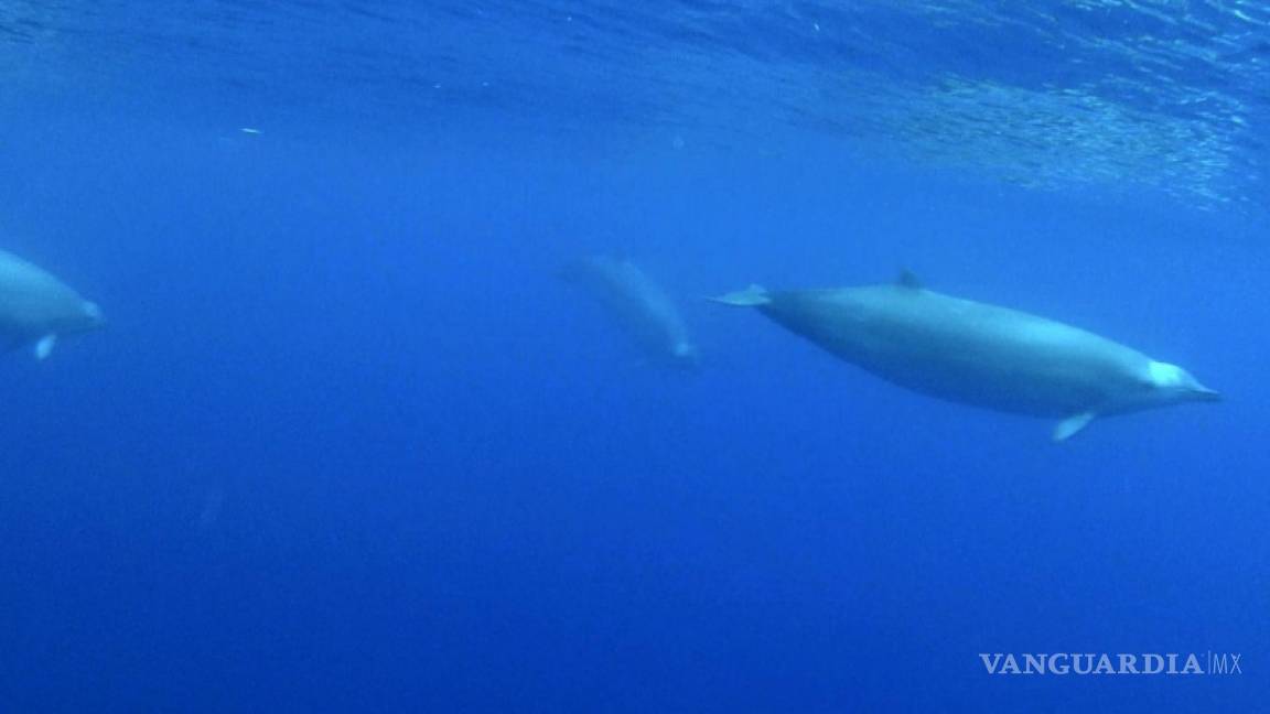 Graban por primera vez al zifio de True, un cetáceo apenas visto