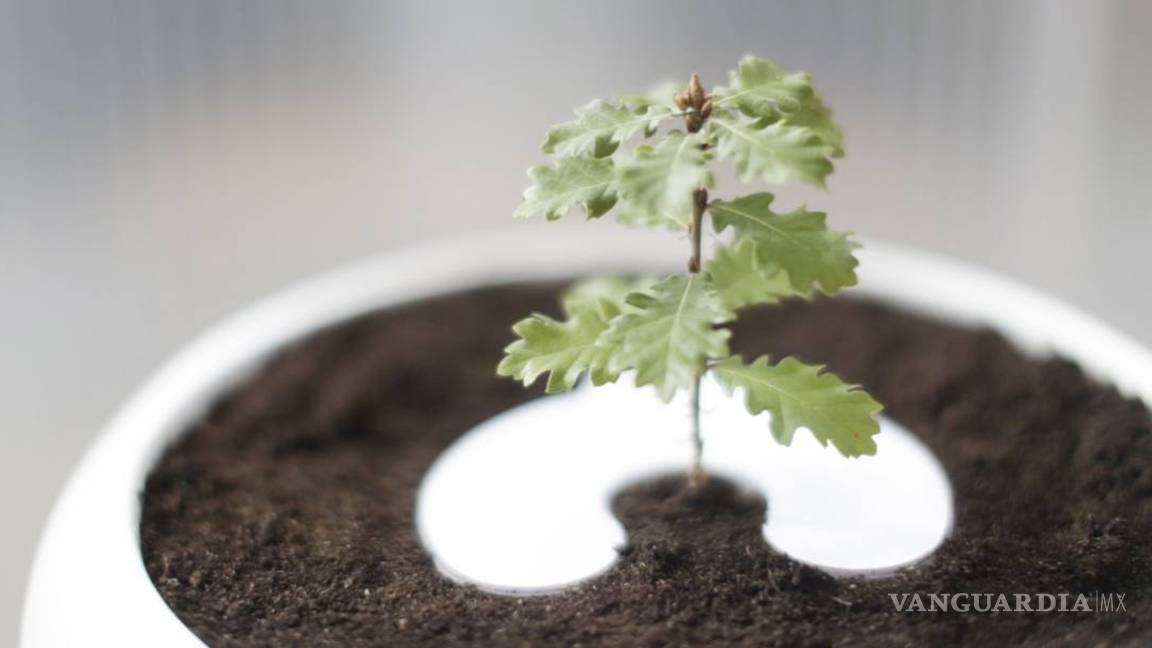 $!Bios Incube, cenizas que dan vida