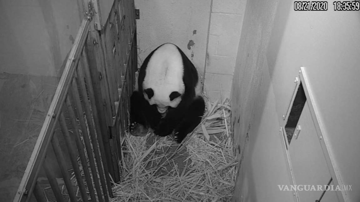 Zoológico de Washington reporta nacimiento de panda por inseminación artificial