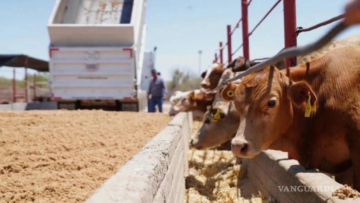 $!La reapertura daría un nuevo impulso al comercio bovino del noreste.