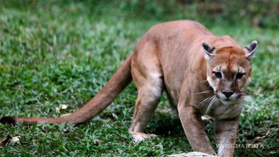 $!Zoológicos agonizan en Venezuela por escasez