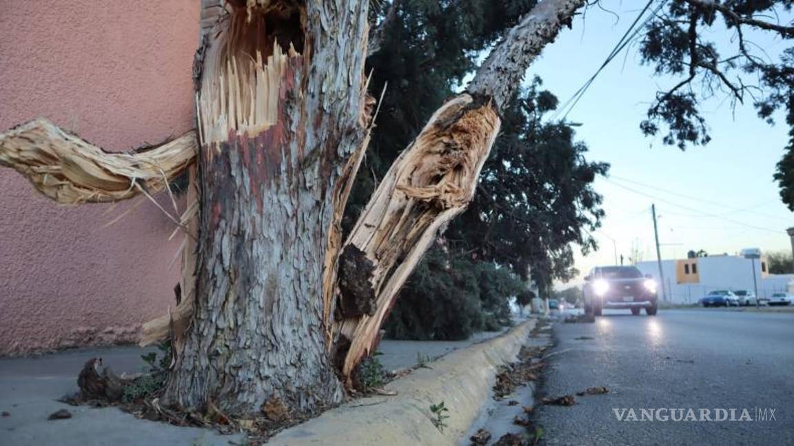 $!Las ráfagas de viento derribaron árboles en diferentes puntos de Saltillo.