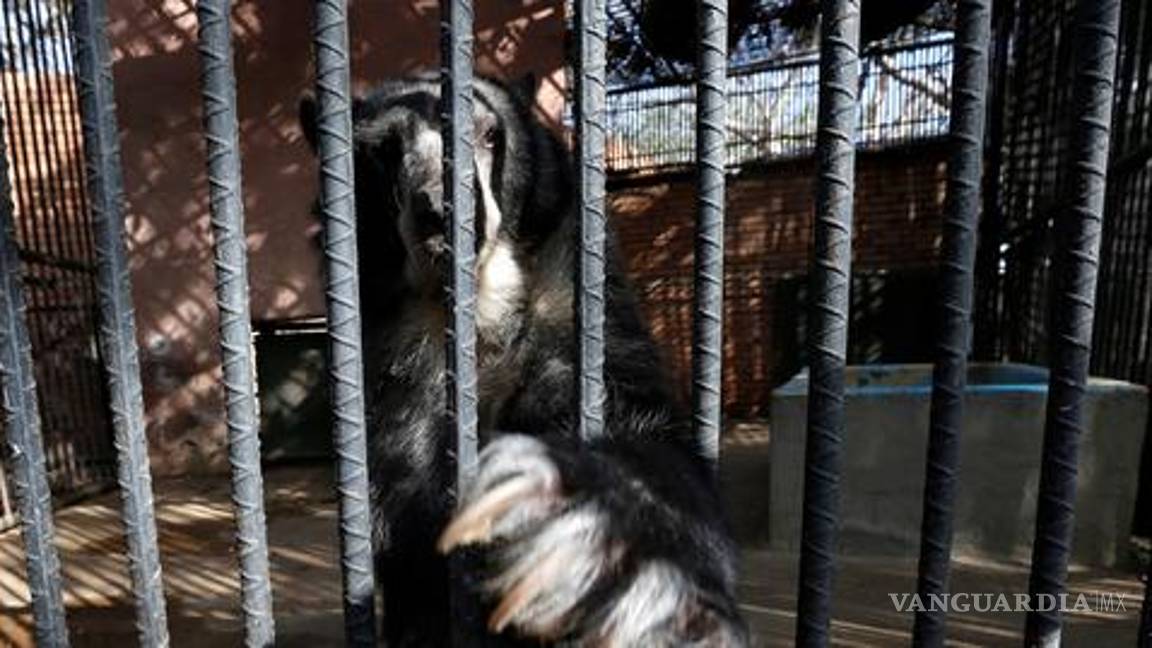 $!Zoológicos agonizan en Venezuela por escasez