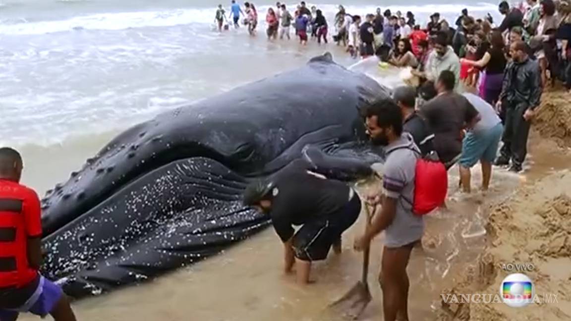 Ecologistas devuelven a una ballena al mar tras un día varada en Brasil