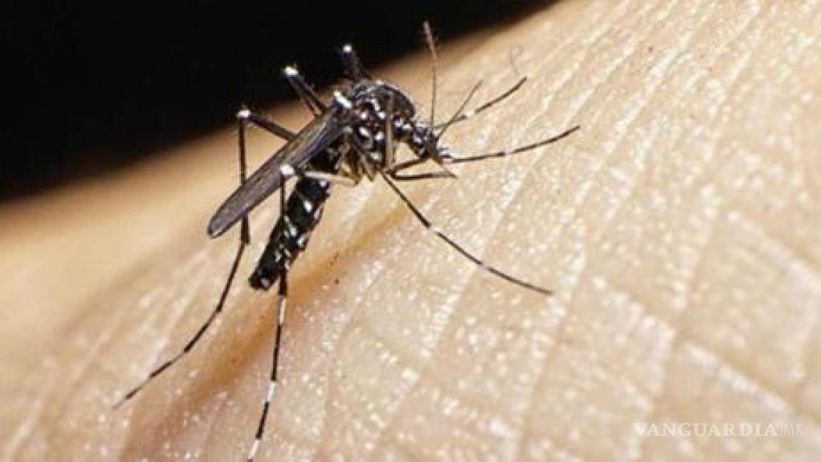 Detectan SS los primeros casos positivos de dengue en Coahuila