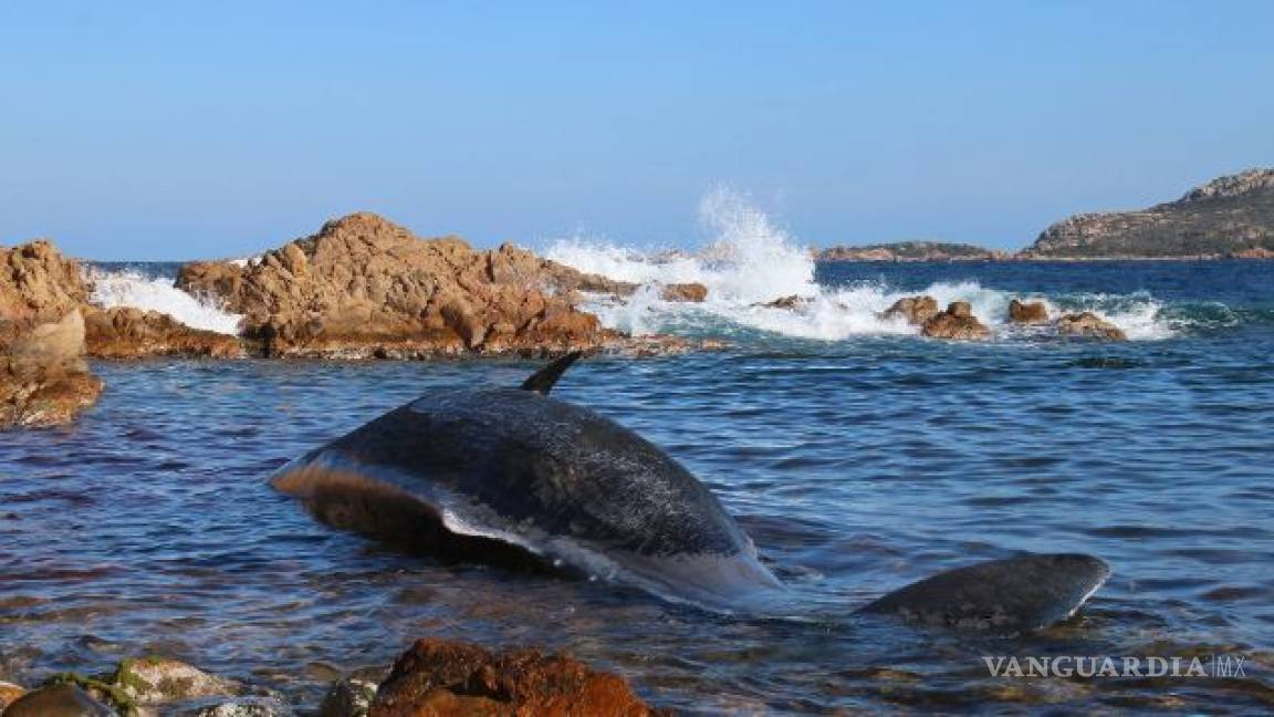 Encuentran ballena muerta con 22 kilos de plástico en su estómago en Italia, estaba embarazada
