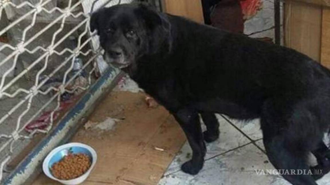 $!En Chile una mujer apaleó a perro callejero hasta matarlo, hay protestas e indignación