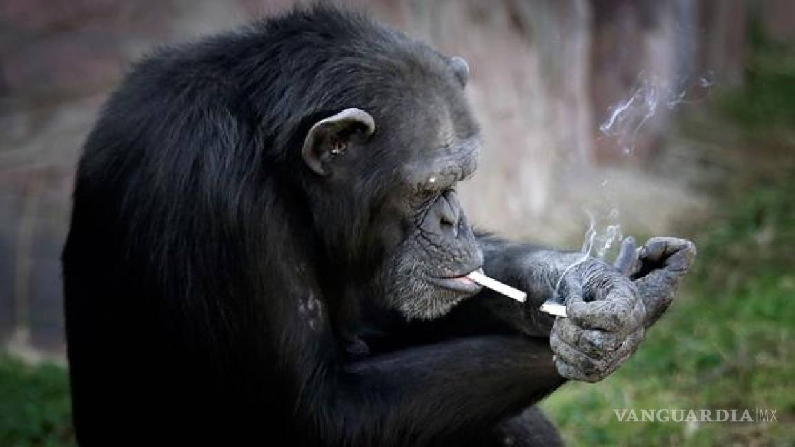 La chimpancé norcoreana que fuma un paquete de cigarrillos por día